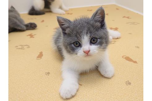 成約済の千葉県のブリティッシュショートヘア-27009の2枚目